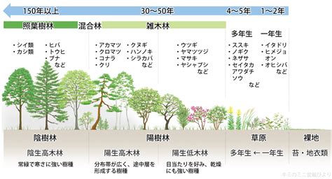 陽樹 陰樹 一覧 生物基礎